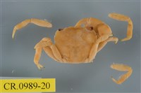 藏品(平背蜞)的圖片